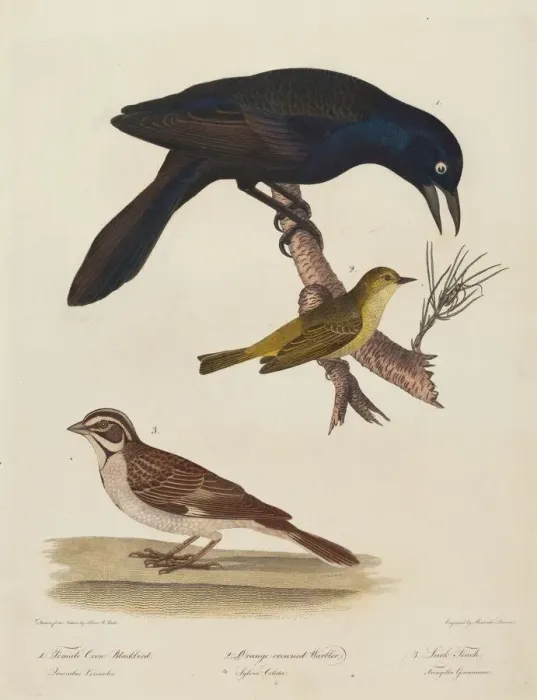 Framed Print : Female Crow Blackbird, Orange-Crowned Warbler, Lark Finch. Creator: Alexander Lawson Framed Print : Female Crow Blackbird, Orange-Crowned Warbler, Lark Finch. Creator: Alexander Lawson