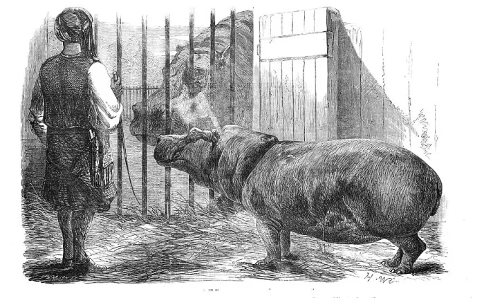 Framed Print : The female hippopotamus, at the Zoological Society's Gardens, Regent's-Park, 1854. Creator: Unknown Framed Print : The female hippopotamus, at the Zoological Society's Gardens, Regent's-Park, 1854. Creator: Unknown