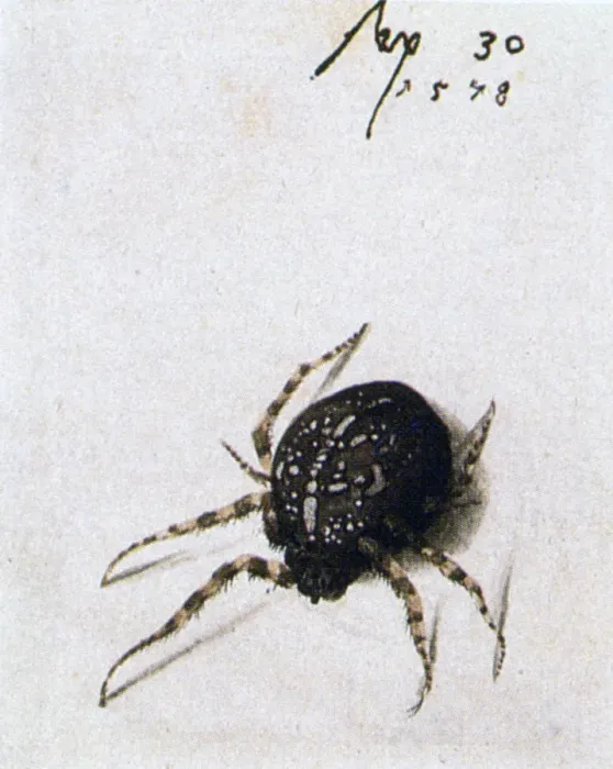 Framed Print : Female Spider, 1578. Artist: Joris Hoefnagel Framed Print : Female Spider, 1578. Artist: Joris Hoefnagel