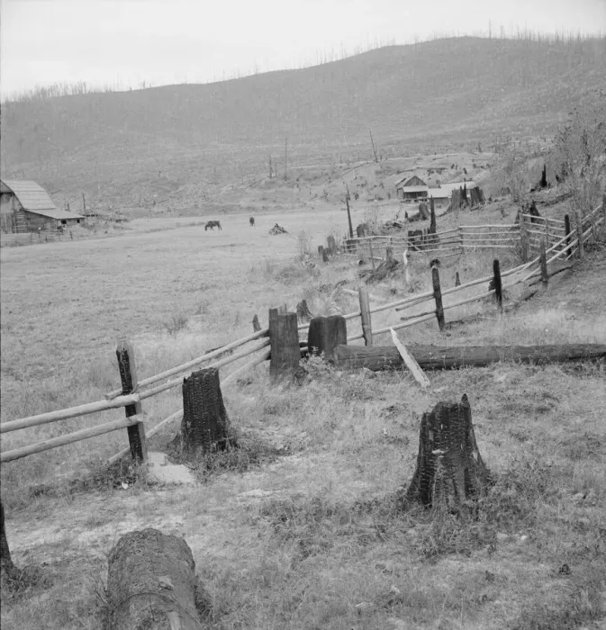Framed Print : Fenced pasture on cut-over farm, Priest River Valley, Bonner County, Idaho, 1939. Creator: Dorothea Lange Framed Print : Fenced pasture on cut-over farm, Priest River Valley, Bonner County, Idaho, 1939. Creator: Dorothea Lange