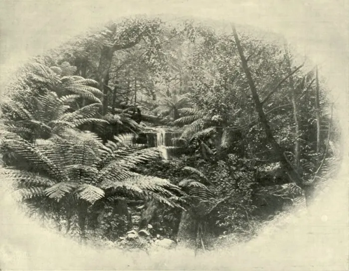 Framed Print : Fern Tree Gully, Tasmania, 1901. Creator: Unknown Framed Print : Fern Tree Gully, Tasmania, 1901. Creator: Unknown