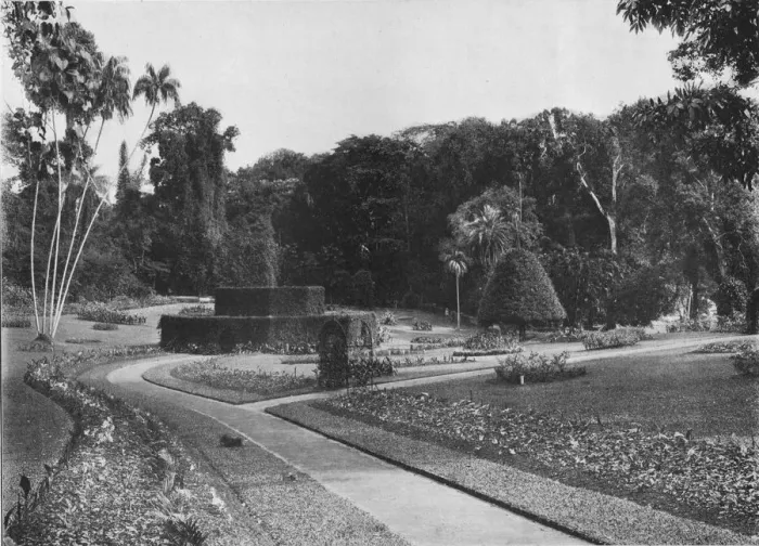 Framed Print : The Fernery, Peradeniya Gardens, Ceylon, c1890 (1910). Artist: Alfred William Amandus Plate Framed Print : The Fernery, Peradeniya Gardens, Ceylon, c1890 (1910). Artist: Alfred William Amandus Plate