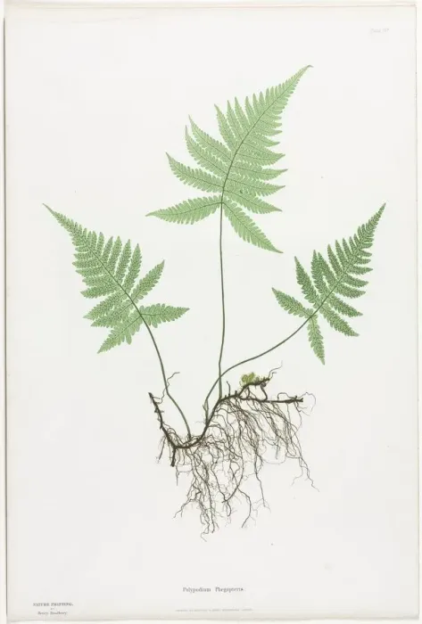 Framed Print : Ferns of Great Britain and Ireland: Polypodium Phegopteris, 1855-1856. Creator: Henry Bradbury Framed Print : Ferns of Great Britain and Ireland: Polypodium Phegopteris, 1855-1856. Creator: Henry Bradbury