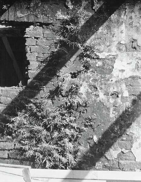 Ferns growing in a wall, New Orleans or Charleston, South Carolina, between 1920 and 1926. Creator: Arnold Genthe