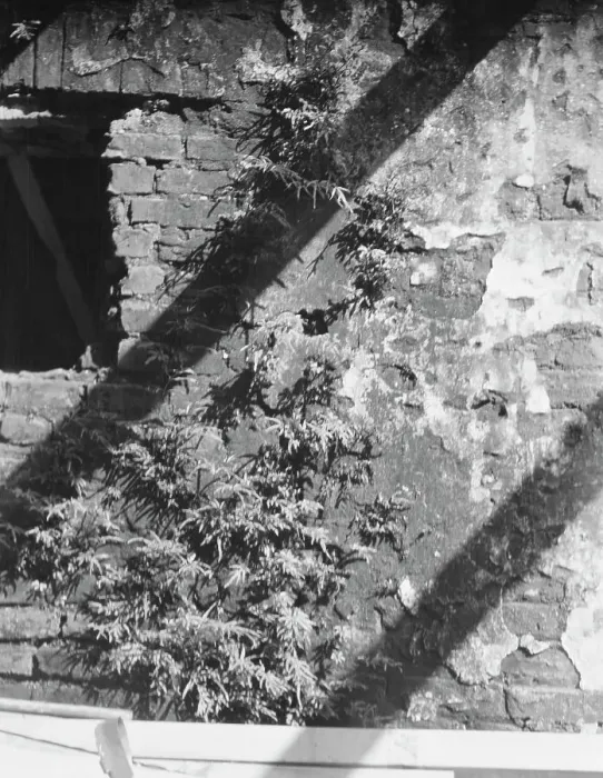 Framed Print : Ferns growing in a wall, New Orleans or Charleston, South Carolina, between 1920 and 1926. Creator: Arnold Genthe Framed Print : Ferns growing in a wall, New Orleans or Charleston, South Carolina, between 1920 and 1926. Creator: Arnold Genthe
