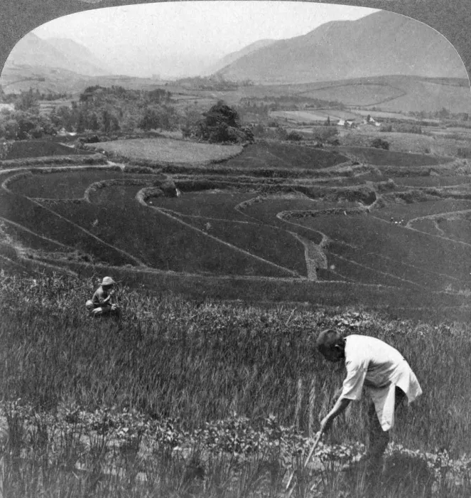 Framed Print : Fertile rice fields in the old crater of Aso-San, Japan, 1904. Artist: Underwood & Underwood