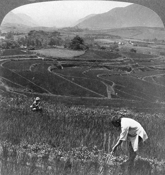 Fertile rice fields in the old crater of Aso-San, Japan, 1904. Artist: Underwood & Underwood