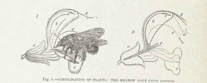 Framed Print : Fertilisation of Plants: the Meadow Sage (Salvia pratensis), 1899. Creator: Unknown Framed Print : Fertilisation of Plants: the Meadow Sage (Salvia pratensis), 1899. Creator: Unknown