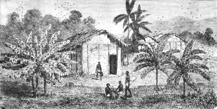 Framed Print : Fetiche Banana trees; The Gaboon. 1875. Creator: Unknown Framed Print : Fetiche Banana trees; The Gaboon. 1875. Creator: Unknown