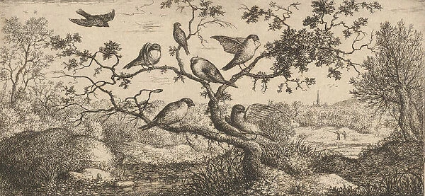 Ficedula, Piuoyne (The Bullfinch): Livre d'Oyseaux (Book of Birds), 1655-1660