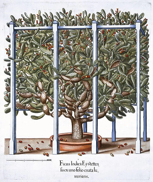 Ficus indica eytettensis, 1613