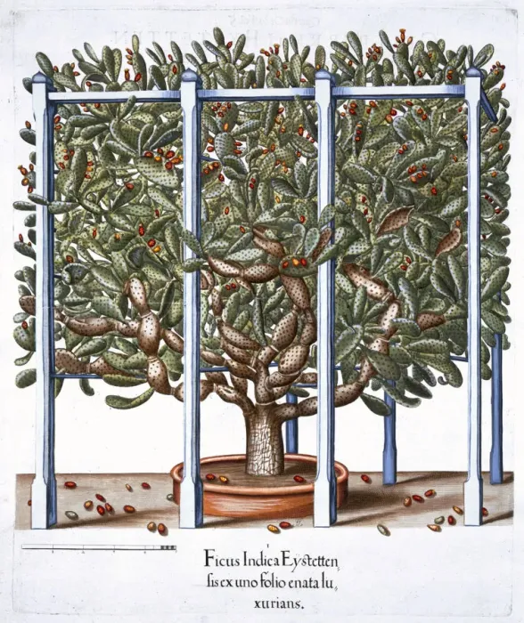 Framed Print : Ficus indica eytettensis, 1613 Framed Print : Ficus indica eytettensis, 1613