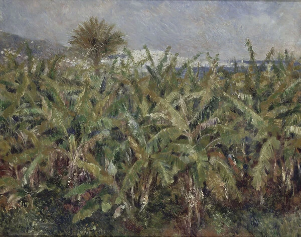 Field of Banana Trees (Champ de bananiers), 1881. Artist: Renoir, Pierre Auguste (1841-1919)