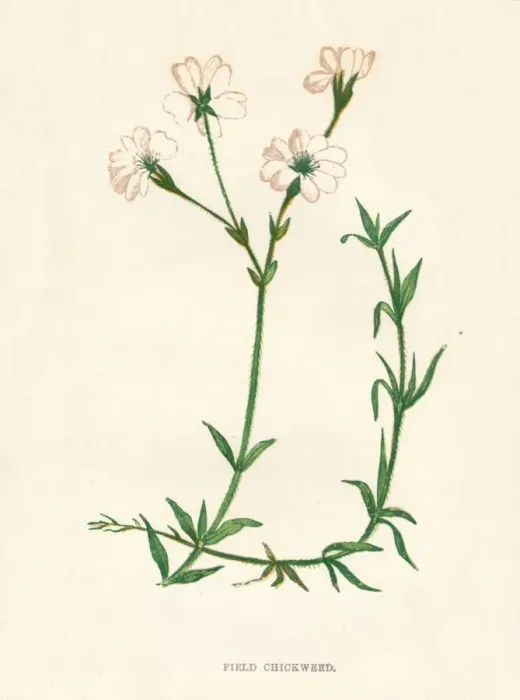 Framed Print : Field Chickweed, c1891, (1891). Artist: Anne Pratt Framed Print : Field Chickweed, c1891, (1891). Artist: Anne Pratt