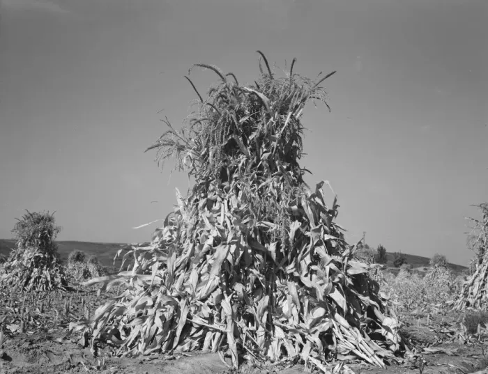 Framed Print : Field of corn in shock on farm of FSA borrower, Sunset Valley, Malheur County, Oregon, 1939. Creator: Dorothea Lange