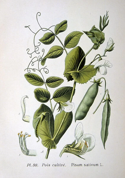 Field and garden pea, 1893