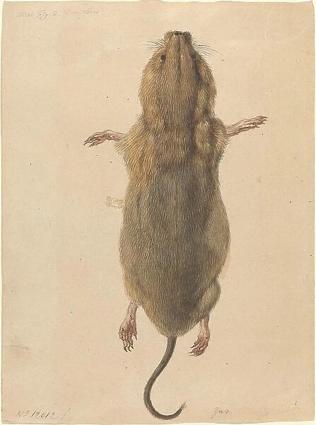A Field Mouse, from Above, c. 1775. Creator: Johann Rudolf Schellenburg