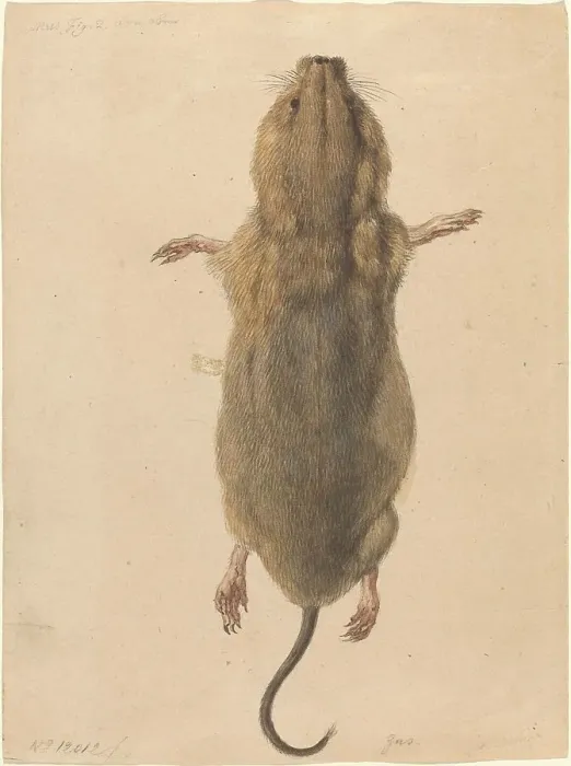 Framed Print : A Field Mouse, from Above, c. 1775. Creator: Johann Rudolf Schellenburg Framed Print : A Field Mouse, from Above, c. 1775. Creator: Johann Rudolf Schellenburg