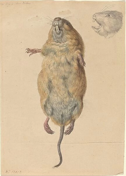 A Field Mouse, from Below, c. 1775. Creator: Johann Rudolf Schellenburg