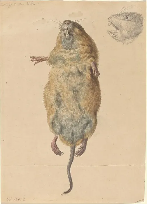 Framed Print : A Field Mouse, from Below, c. 1775. Creator: Johann Rudolf Schellenburg Framed Print : A Field Mouse, from Below, c. 1775. Creator: Johann Rudolf Schellenburg