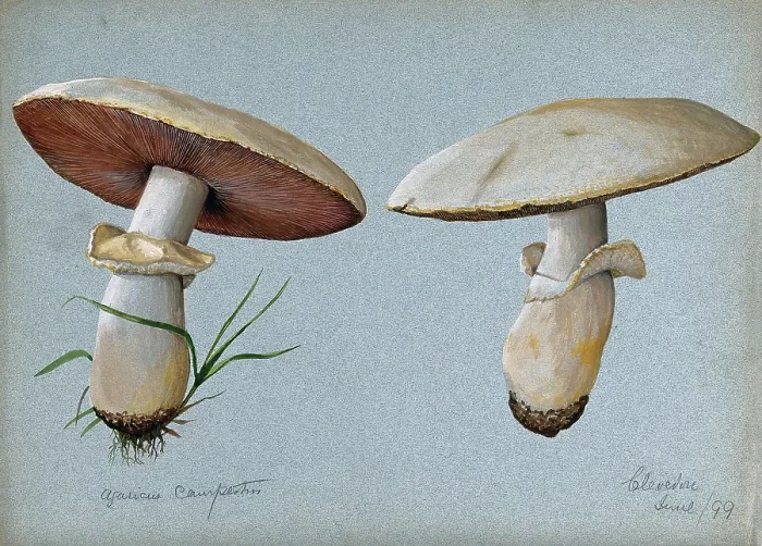 Framed Print : Field mushroom (Agaricus campestris): two fruiting bodies, 1899. Creator: Unknown Framed Print : Field mushroom (Agaricus campestris): two fruiting bodies, 1899. Creator: Unknown