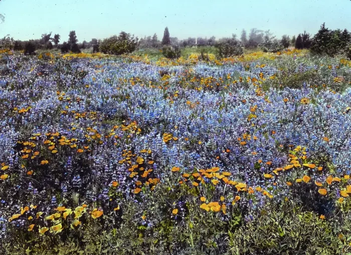 Framed Print : Field of poppies and lupin, California, 1917. Creator: Frances Benjamin Johnston Framed Print : Field of poppies and lupin, California, 1917. Creator: Frances Benjamin Johnston