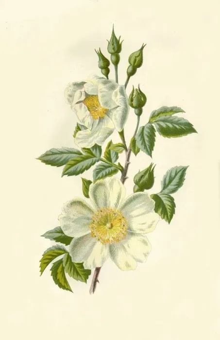 Framed Print : Field Rose, 1877. Creator: Frederick Edward Hulme Framed Print : Field Rose, 1877. Creator: Frederick Edward Hulme