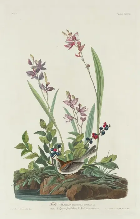 Framed Print : Field Sparrow, 1832. Creator: Robert Havell Framed Print : Field Sparrow, 1832. Creator: Robert Havell