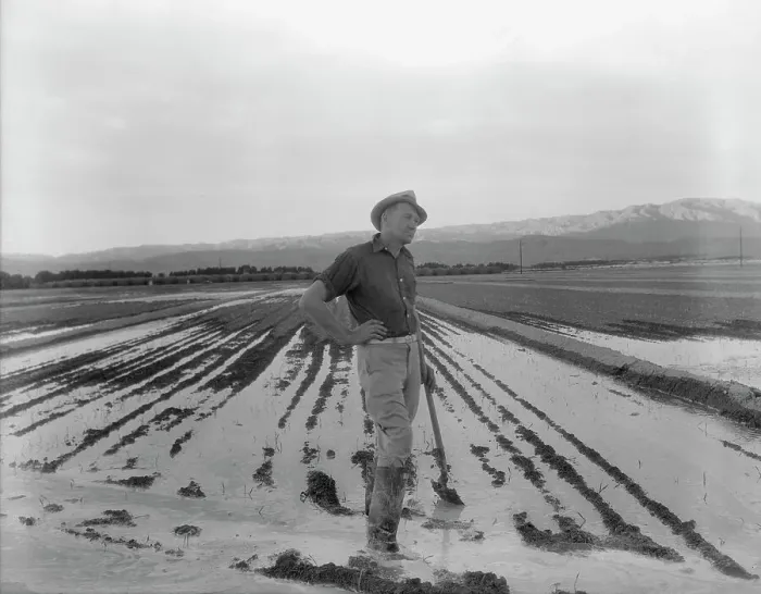 Framed Print : Field worker irrigating alfalfa and barley fields, Near Indio, Coachella Valley, California, 1937. Creator: Dorothea Lange Framed Print : Field worker irrigating alfalfa and barley fields, Near Indio, Coachella Valley, California, 1937. Creator: Dorothea Lange