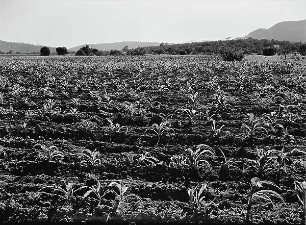 Field of young corn near Mescalero Apache Reservation, New Mexico, 1938. Creator: Dorothea Lange