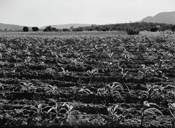 Framed Print : Field of young corn near Mescalero Apache Reservation, New Mexico, 1938. Creator: Dorothea Lange Framed Print : Field of young corn near Mescalero Apache Reservation, New Mexico, 1938. Creator: Dorothea Lange