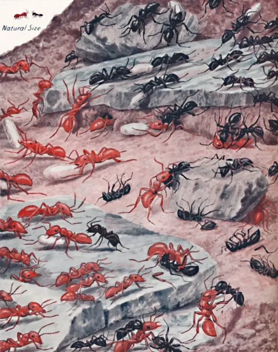 Framed Print : A Fierce Slave Raid In The Ant World, 1935 Framed Print : A Fierce Slave Raid In The Ant World, 1935
