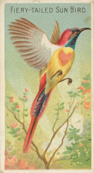 Framed Print : Fiery-Tailed Sun Bird, from the Birds of the Tropics series (N5) for Allen & Framed Print : Fiery-Tailed Sun Bird, from the Birds of the Tropics series (N5) for Allen &
