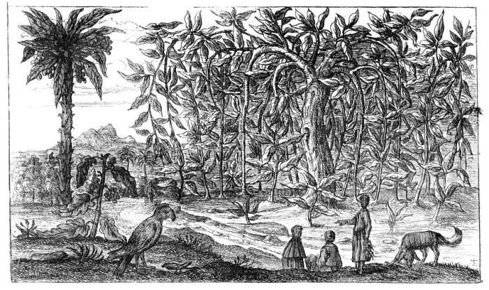 Framed Print : Fig Trees, 19th century Framed Print : Fig Trees, 19th century