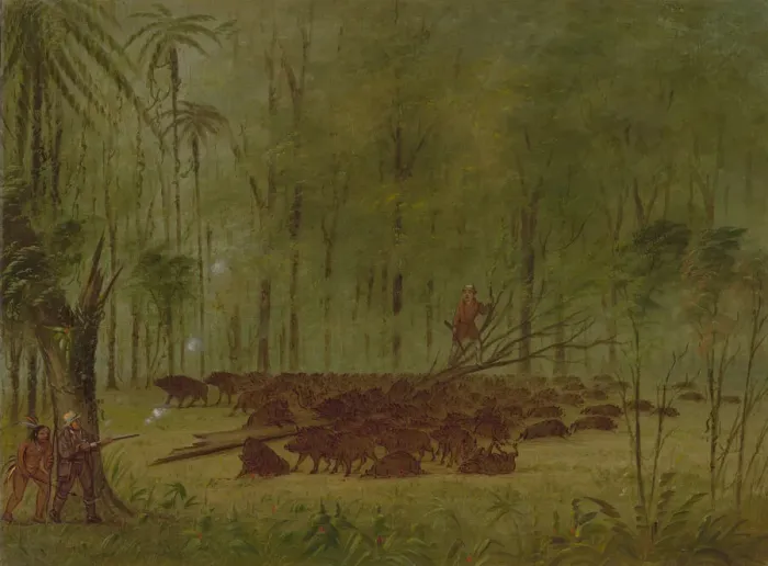 Framed Print : A Fight with Peccaries - Caribbe, 1854 / 1869. Creator: George Catlin Framed Print : A Fight with Peccaries - Caribbe, 1854 / 1869. Creator: George Catlin