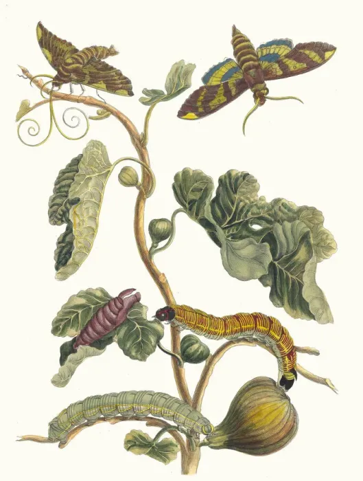 Framed Print : Figuier d Amerique. From the Book Metamorphosis insectorum Surinamensium, 1705 Framed Print : Figuier d Amerique. From the Book Metamorphosis insectorum Surinamensium, 1705
