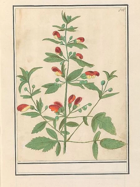 Figwort, possibly Knotted Figwort (Scrophularia nodosa), 1596-1610. Creators: Anselmus de Boodt, Elias Verhulst