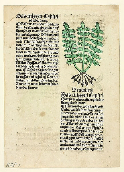 Figwort (recto), and Bloodroot (verso), from Gart der Gesundheit (Garden of Health)... 1929. Creators: Unknown, Johann Schönsperger the Elder, Johannes de Cuba, Wilhelm Ludwig Schreiber