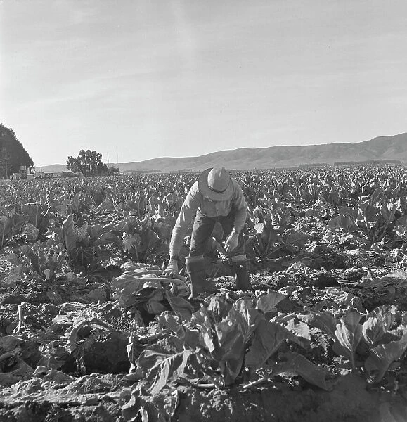 Filipino boy, one of a labor gang, cutting cauliflower near Santa Maria, California, 1937. Creator: Dorothea Lange