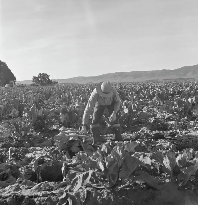 Framed Print : Filipino boy, one of a labor gang, cutting cauliflower near Santa Maria, California, 1937. Creator: Dorothea Lange Framed Print : Filipino boy, one of a labor gang, cutting cauliflower near Santa Maria, California, 1937. Creator: Dorothea Lange