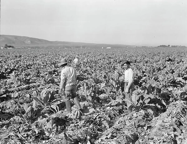 Filipino boys cutting cauliflower (gang labor) near Santa Maria, California, 1937. Creator: Dorothea Lange