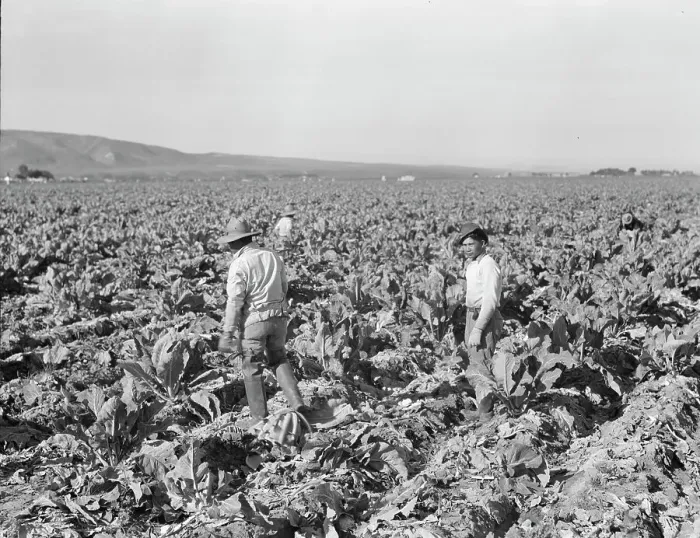 Framed Print : Filipino boys cutting cauliflower (gang labor) near Santa Maria, California, 1937. Creator: Dorothea Lange Framed Print : Filipino boys cutting cauliflower (gang labor) near Santa Maria, California, 1937. Creator: Dorothea Lange