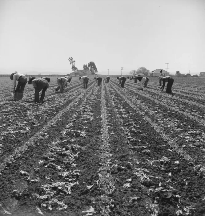 Framed Print : Filipino boys thinning lettuce, Salinas Valley, California, 1939. Creator: Dorothea Lange Framed Print : Filipino boys thinning lettuce, Salinas Valley, California, 1939. Creator: Dorothea Lange