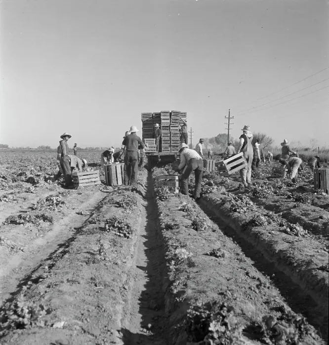 Framed Print : Filipino crew of fifty-five boys cutting and loading lettuce, Imperial Valley, California, 1937. Creator: Dorothea Lange Framed Print : Filipino crew of fifty-five boys cutting and loading lettuce, Imperial Valley, California, 1937. Creator: Dorothea Lange