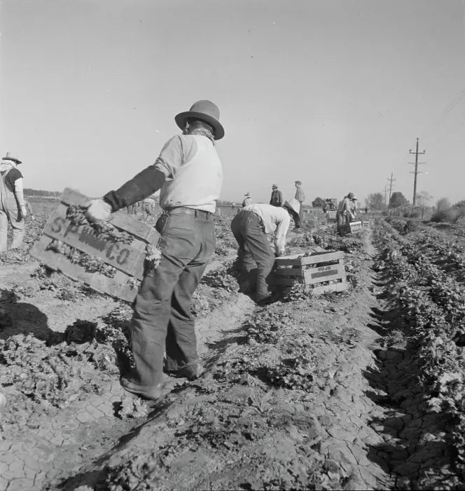 Framed Print : Filipino crew of fifty-five boys cutting and loading lettuce, Imperial Valley, California, 1937. Creator: Dorothea Lange Framed Print : Filipino crew of fifty-five boys cutting and loading lettuce, Imperial Valley, California, 1937. Creator: Dorothea Lange