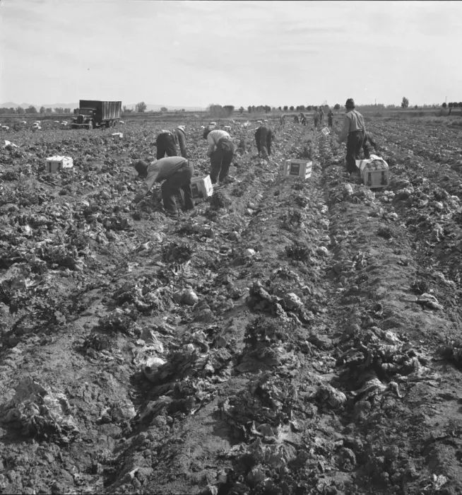 Framed Print : Filipino field gang in lettuce, Brawley, Imperial Valley, California, 1939. Creator: Dorothea Lange Framed Print : Filipino field gang in lettuce, Brawley, Imperial Valley, California, 1939. Creator: Dorothea Lange