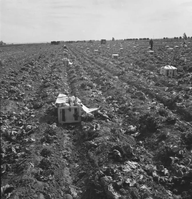 Framed Print : Filipino field gang in lettuce, Brawley, Imperial Valley, California, 1939. Creator: Dorothea Lange Framed Print : Filipino field gang in lettuce, Brawley, Imperial Valley, California, 1939. Creator: Dorothea Lange