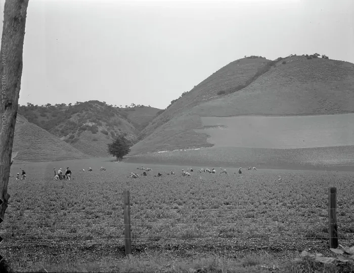 Framed Print : Filipino gang labor in pea fields near Pismo Beach, Nipomo, California, 1936. Creator: Dorothea Lange Framed Print : Filipino gang labor in pea fields near Pismo Beach, Nipomo, California, 1936. Creator: Dorothea Lange