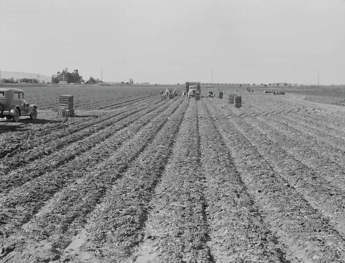 Framed Print : Filipino gang of spinach harvesters, near Santa Maria, California, 1939. Creator: Dorothea Lange Framed Print : Filipino gang of spinach harvesters, near Santa Maria, California, 1939. Creator: Dorothea Lange