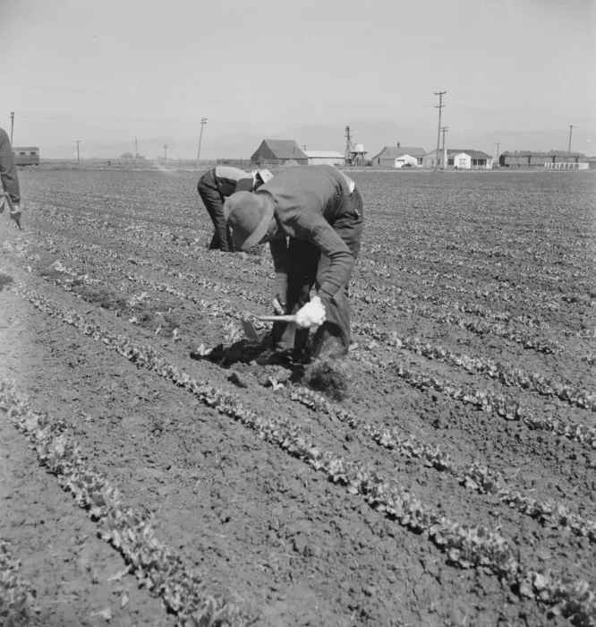 Framed Print : Filipino thinning lettuce, Salinas Valley, California, 1939. Creator: Dorothea Lange Framed Print : Filipino thinning lettuce, Salinas Valley, California, 1939. Creator: Dorothea Lange